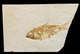 Fossil Fish (Knightia) - Wyoming #159552-1